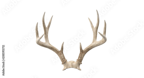 Canvastavla Majestic deer antlers isolated on a white background, showcasing intricate bone