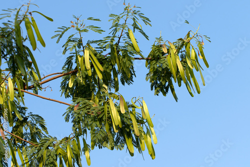 Foto Branches of a river tamarind (Leucaena leucocephala) display feathery, fern-like leaves and long green seed pods, highlighting this fast-growing leguminous tree