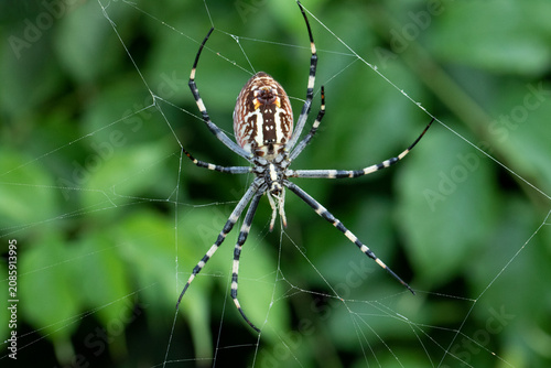 Slika na platnu A female wasp spider, Argiope bruennichi, is a large daytime orb-weaver known for its yellow, white, and black striped abdomen, zigzag web decor, and harmless bite to humans