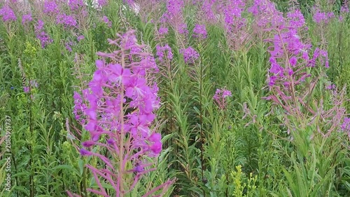 Blooming Willow herb, Ivan . Willow-herb meadow. willow-herb tea,