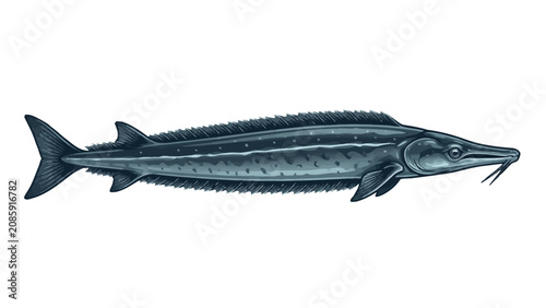Detailed digital illustration of a majestic dark blue sturgeon fish swimming against a plain background