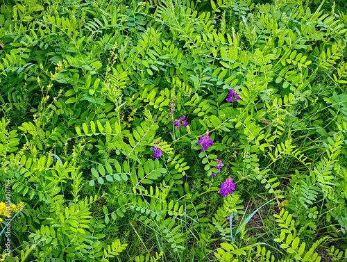 Flowering plants: Mouse vetch (Latin: Vicia cracca), also known as mouse vetch.