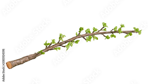 A cut tree branch with green leaves on transparent background