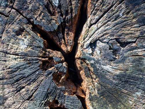 Top view of cracked old tree stump texture with deep split and weathered wood grain background