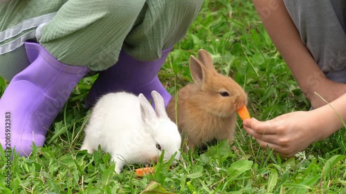 Close up of childrens hands feed little baby rabbits carrots outdoors in garden. Rabbits eat vegetables. Children care pets. Kids with animals. Agriculture, farming