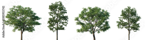 Obraz na płótnie Set of Toona sinensis and Populus przewalskii frontal street trees isolated png