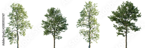 Foto Set of Populus przewalskii and Populus cathayana (Manchurian poplar) frontal str