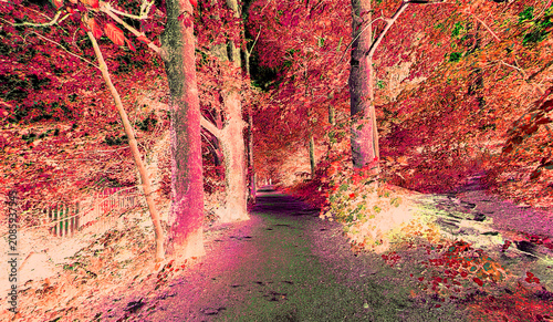 A pathway, bright as a spilled dream, winds through the woodland. Trees bloom in soft pinks and deep, breathing reds, as if the forest has slipped into a gentler reality in Chellow Dean, Bradford, UK.