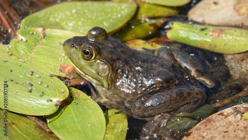 frog in the pond