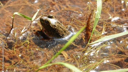 frog in the grass