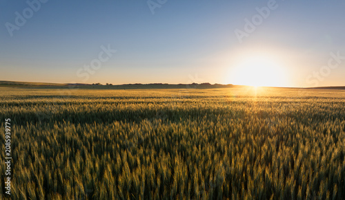 Sunset over a vast wheat field
