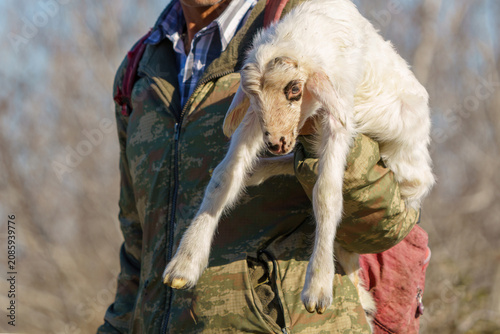 A shepherd carrying his tired lamb in his arms