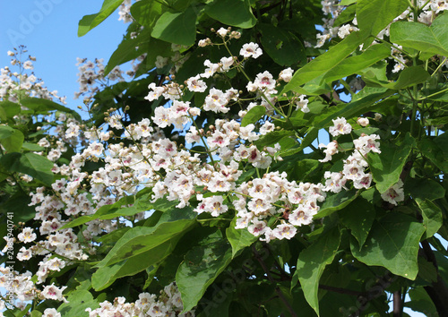 Catalpa blooms in nature