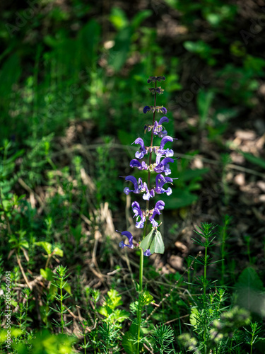 Obraz na plátně Purple wildflower with butterfly in green forest underbrush
