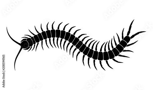 Foto Centipede Silhouette Vector Isolated on White Background Detailed Crawling Arthr