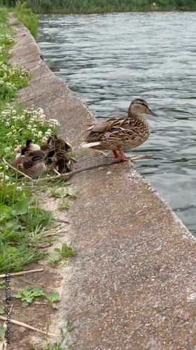 Mallard Duck with Cute Ducklings Resting on Concrete Lake Pier