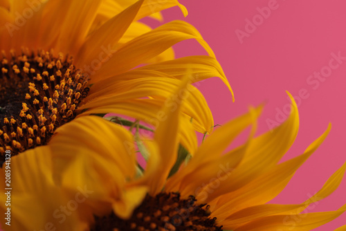 Close-up selective soft focus macro Orange, Yellow small decorative Sunflower flower bud Petals, leaf. Natural light pink background.