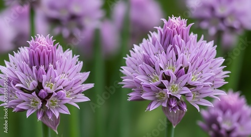 Purple allium flowers bloom in a sunlit garden with blurred green foliage creating a soft natural background.