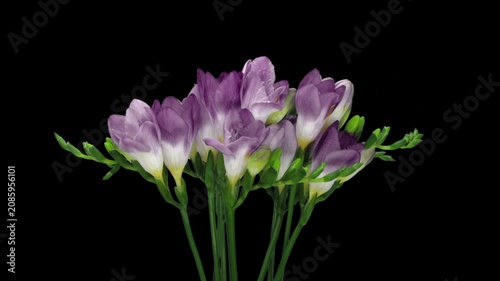 Time lapse of opening purple freesia bouquet isolated on black background