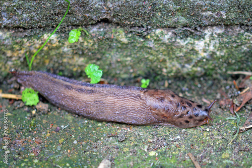 Tableau sur toile tiger slug, limax maximus