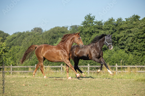 Foto Integration eines neuen Pferdes: Kennenlernen im vollen, kraftvollen Galopp auf