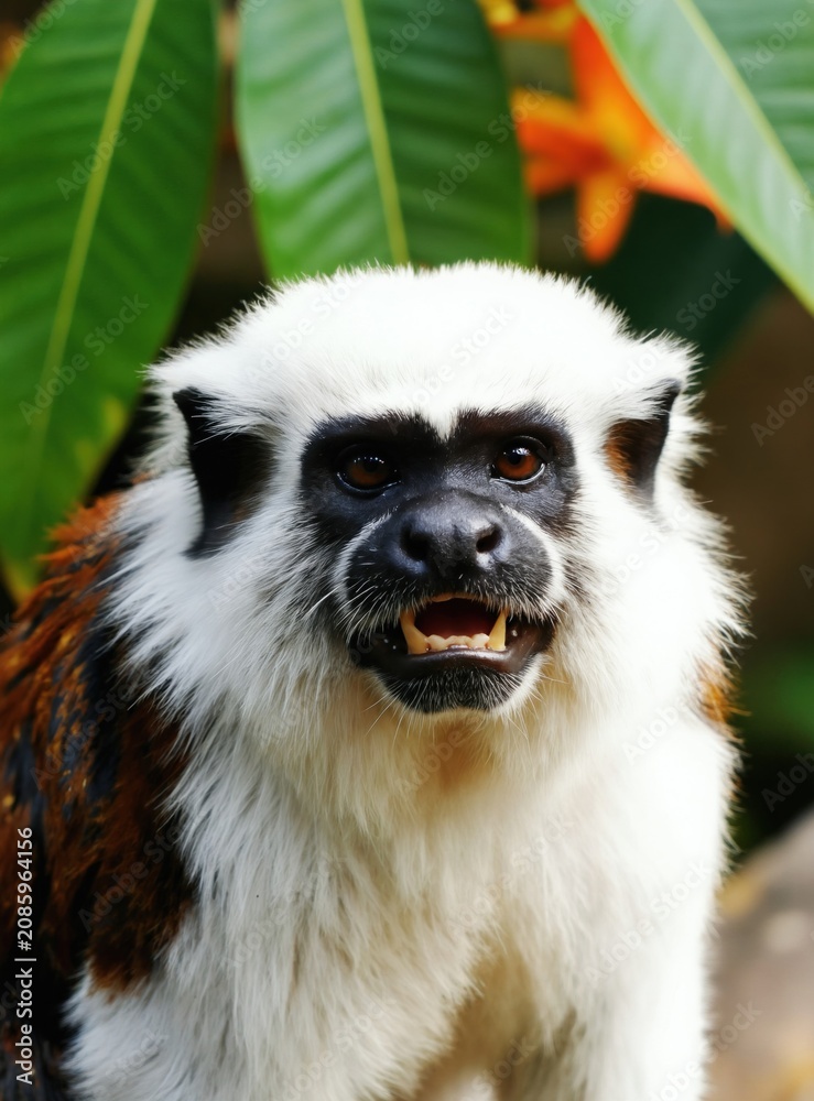 Fototapeta premium Close up of cotton-top tamarin monkey face. Small primate with white fur and dark markings looks ahead. Wild animal in natural green leafy habitat showing teeth.
