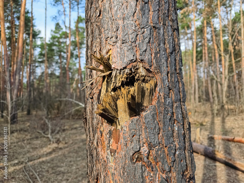 Damaged evergreen trees in a woodland area after a military drone incident, emphasizing the shared suffering of people and nature