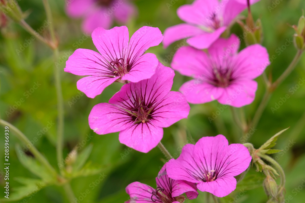 Fototapeta premium Bright pink hardy geranium, cranesbill, ‘Patricia’ or also known as ‘Brempat’ in flower.