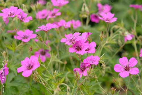 Bright pink hardy geranium, cranesbill, ‘Patricia’ or also known as ‘Brempat’ in flower.