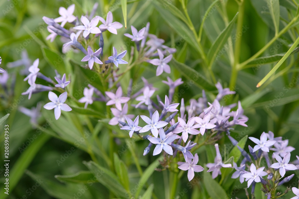 Obraz premium Amsonia Blue Ice, also known as blue star, in flower.