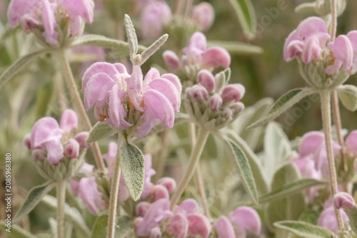 Cuadro en lienzo Pale pink Phlomis anatolica ‘Lloyd's Variety’, Jerusalem Sage in flower