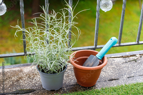 Close-up of a silver curry plant in a grey pot next to a terracotta flowerpot and garden trowel on a balcony.