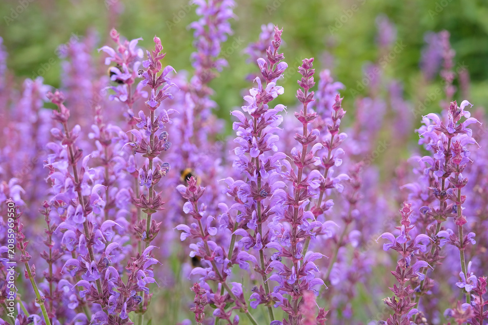 Obraz premium Purple Salvia sylvestris ‘Serenade’, wood sage, in flower.