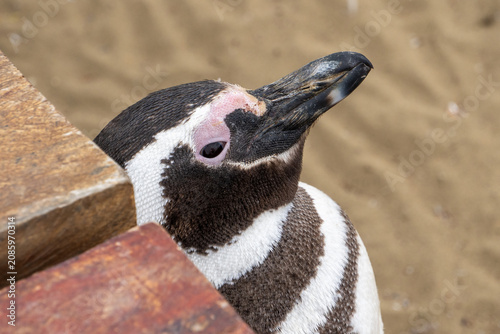 Fotografie penguin on the beach