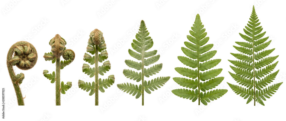 Fototapeta premium Fern growth stages life cycle showing green frond unfurling from fiddlehead to leaf on black background, clean botanical development sequence illustrating nature plant evolution and growth biology.