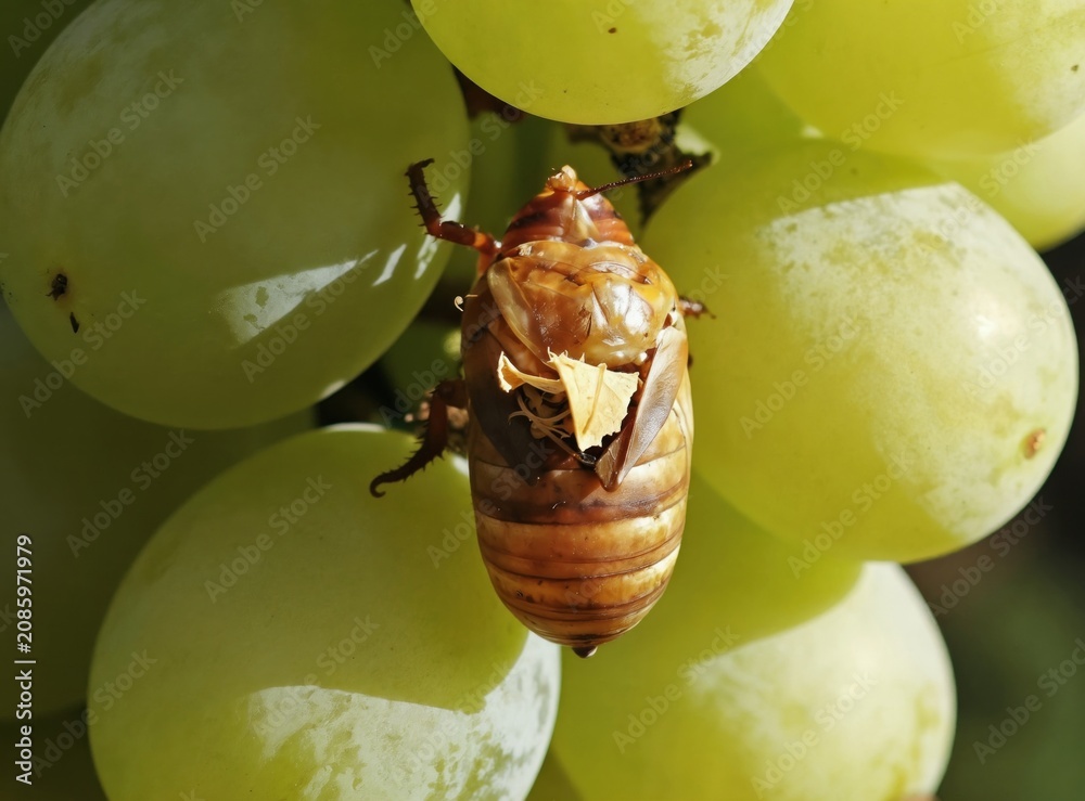 Obraz premium Macro view insect pupal case amid ripening grapes. Parasitized leafroller shell rests on vine cluster. Close-up shows intricate details of nature cycle within vineyard setting. Beneficial insects