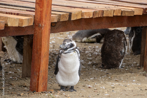 Obraz na plátně penguin on the beach