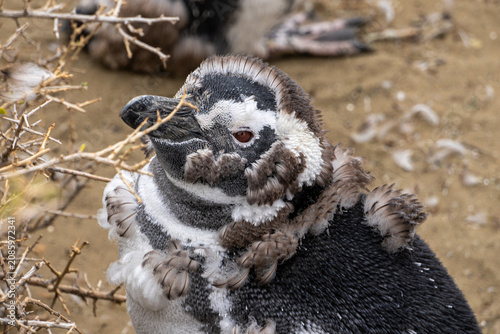 фотографія penguin on the beach