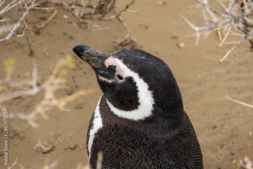 Obraz na plátne penguin on the beach