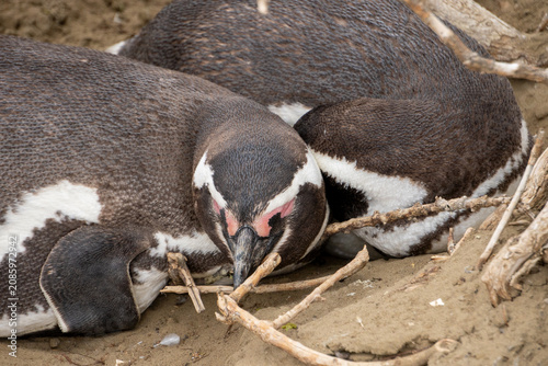 Принти на полотні penguin on the beach