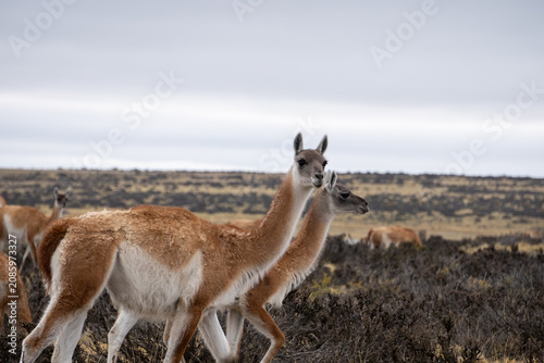 Vászonkép guanaco in argentina