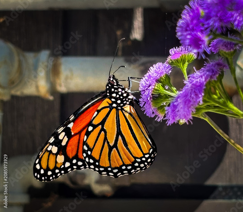 Magic Monarch Butterfly