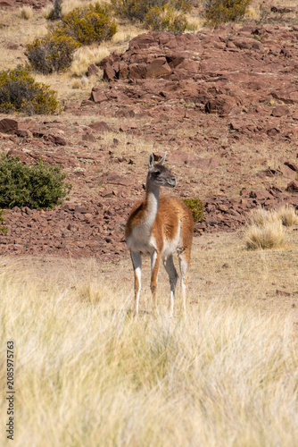 Fotografie guanaco at the ocean