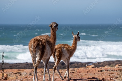 Konstfotografi guanacos at the ocean
