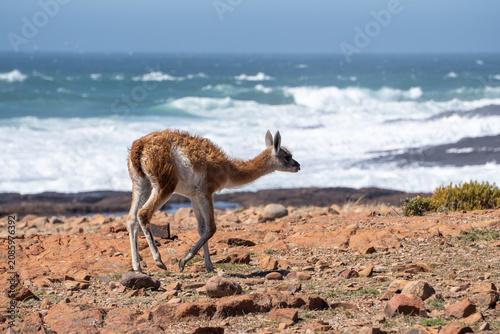 Fotografie guanaco at the ocean