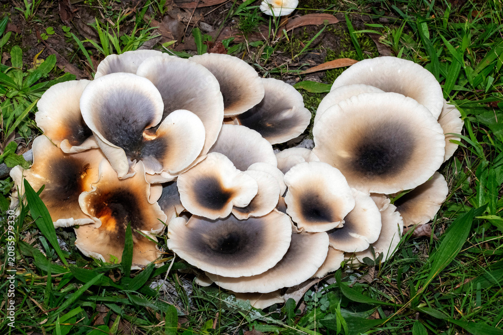 Fototapeta premium Ghost Mushrooms (Omphalotus nidiformis)