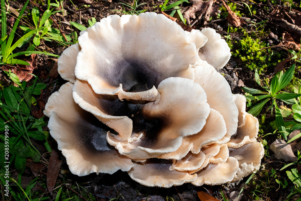 Fototapeta premium Ghost Mushrooms (Omphalotus nidiformis)