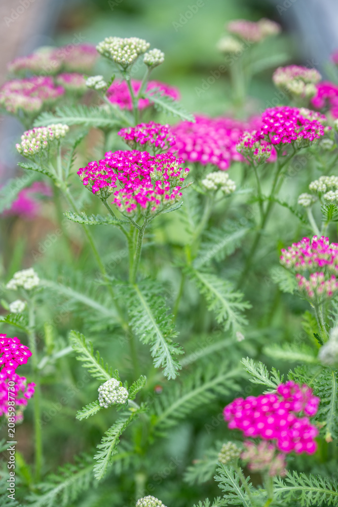 Obraz premium Close up of Pink Magenta Flowers of Yarrow Achillea Vintage Violet Plant