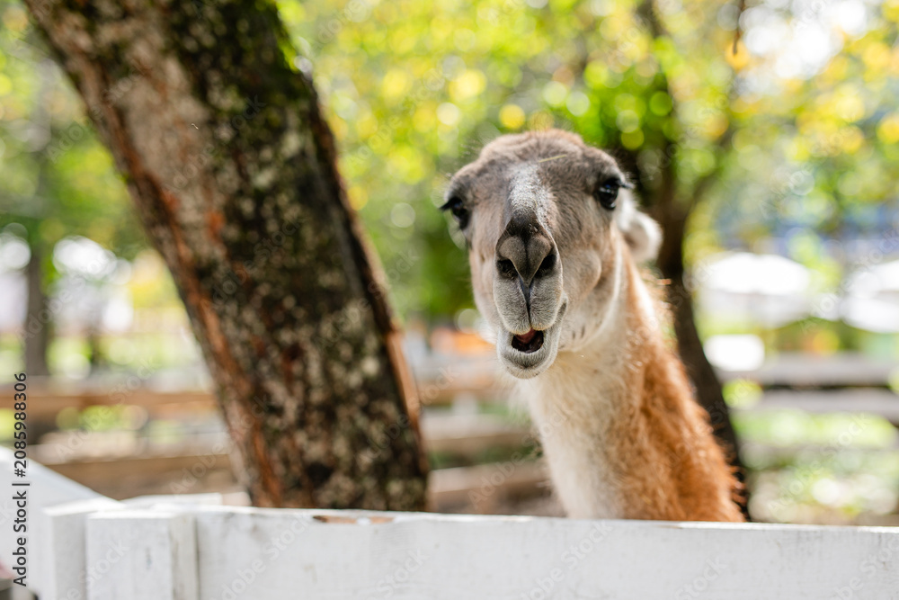 Fototapeta premium Curious lama portrait with soft green forest background.
