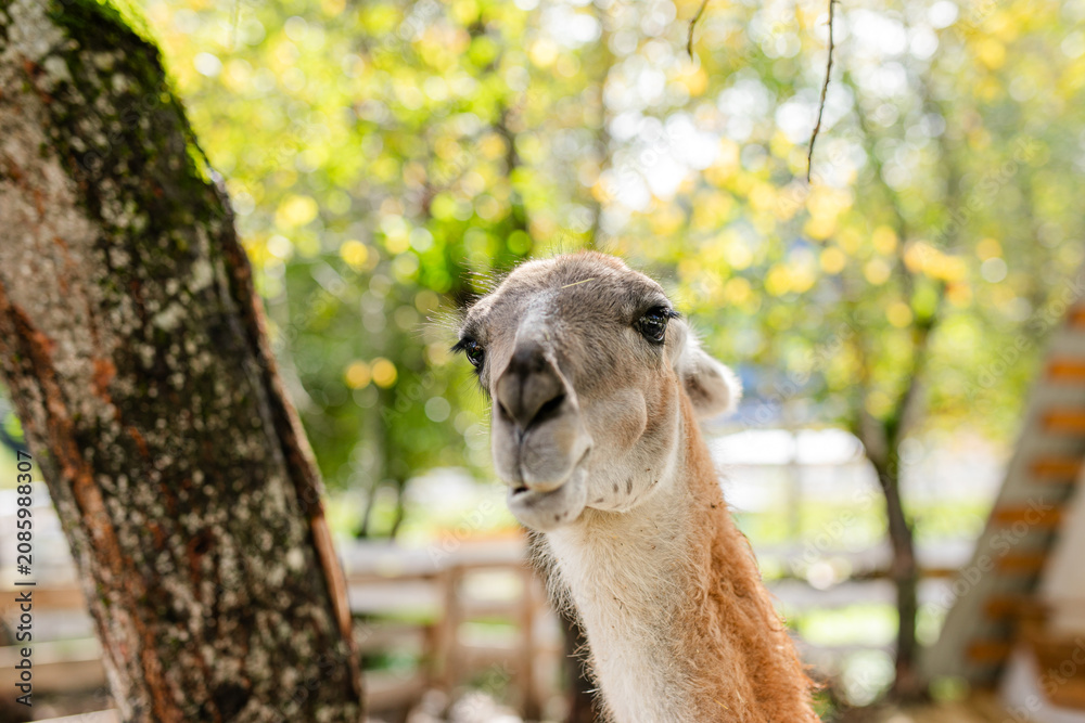 Fototapeta premium Curious lama portrait with soft green forest background.